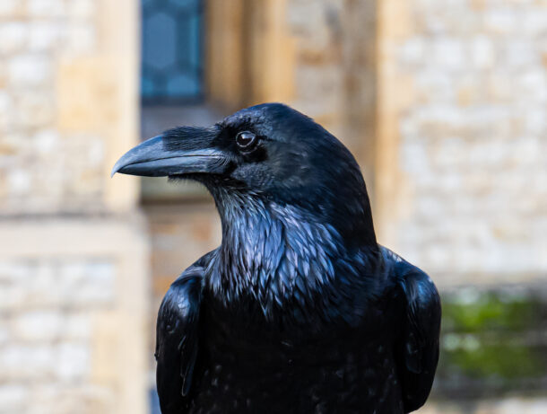 A raven at the Tower of London